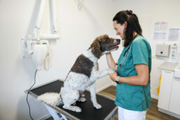 Tierärztin Angela Eissner hält die Pfote eines Hundes auf dem Behandlungstisch