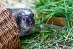 Meerschweinchen sitzt vor frischem Grünfutter