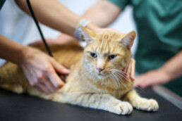 Orangefarbene Katze wird mit einem Stethoskop abgehört